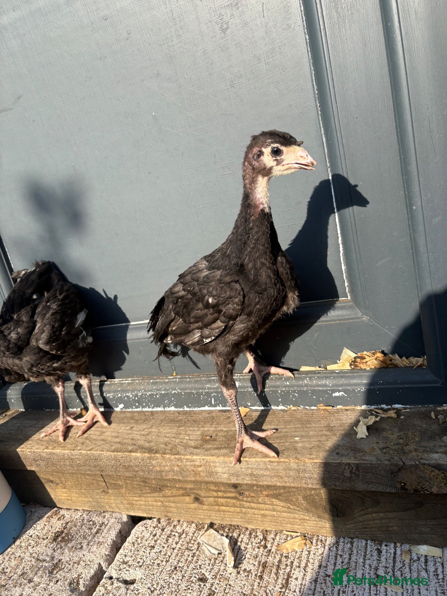 Turkeys poultry Norfolk black turkey poults  - Advert 3