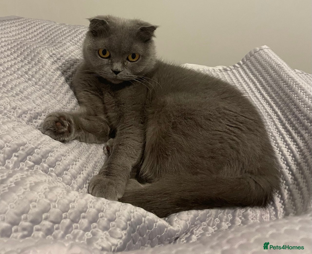 Scottish Fold cats for sale: Amazing Lilac And Blue Scottish Fold Kittens - Advert 6