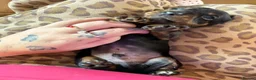 Miniature Dachshund dogs for sale: Miniature smooth haired dachshund  - Advert 4