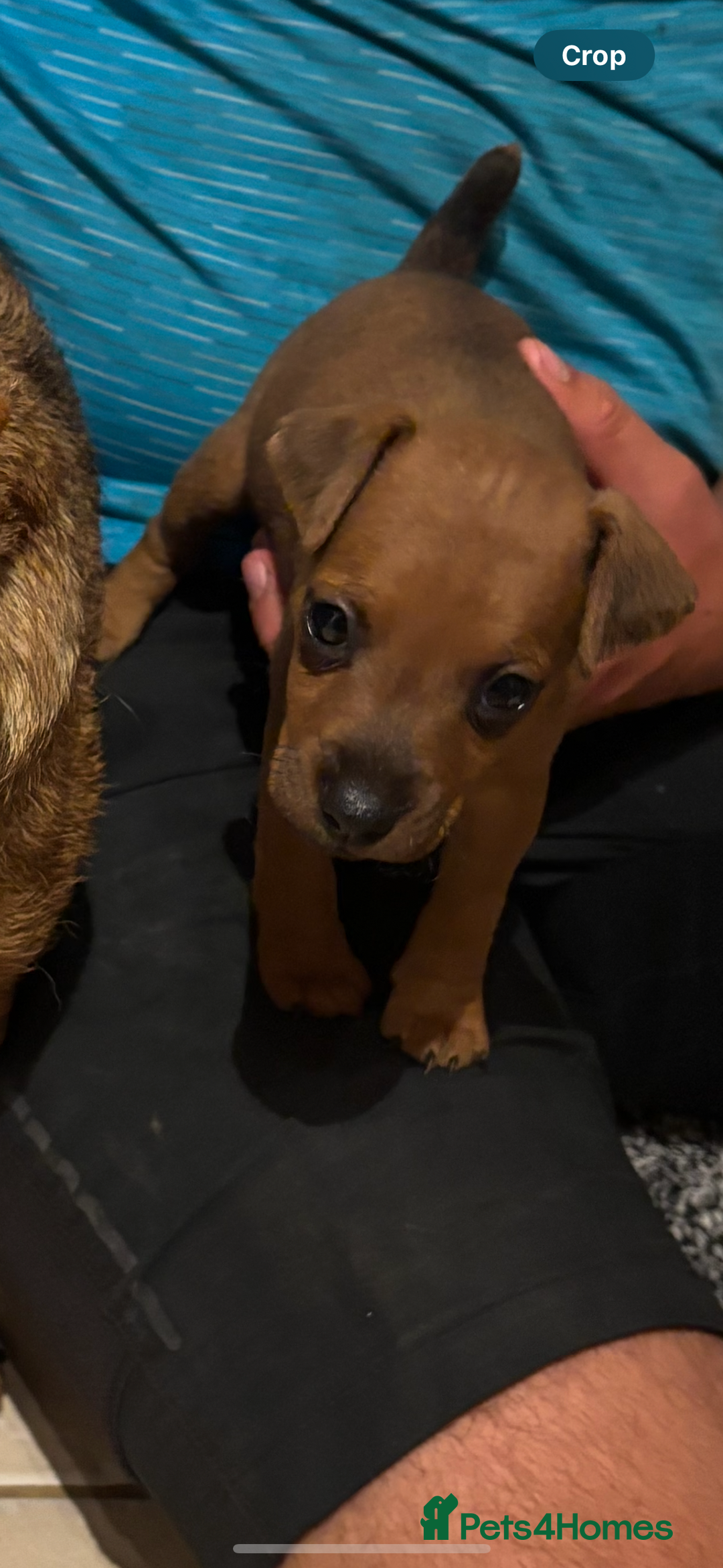 Lakeland Terrier dogs for sale: Red Lakeland terrier bitch - Image 2