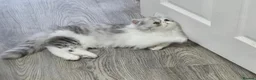 Persian cats for sale: Adorable Silver Tabby Persian Kitten for Sale  - Advert 7