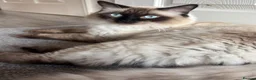 Ragdoll cats for stud: For Stud. Beautiful Male Ragdoll in Sunderland - Advert 4