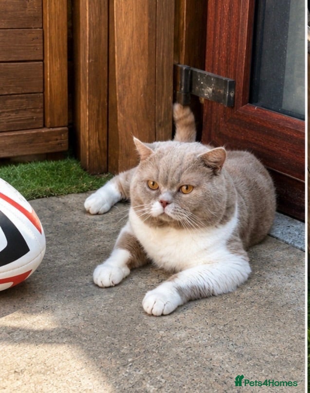 British Shorthair cats Fawn and White Proven Male  - Advert 1