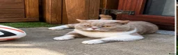 British Shorthair cats for sale: Fawn and White Proven Male  - Advert 1