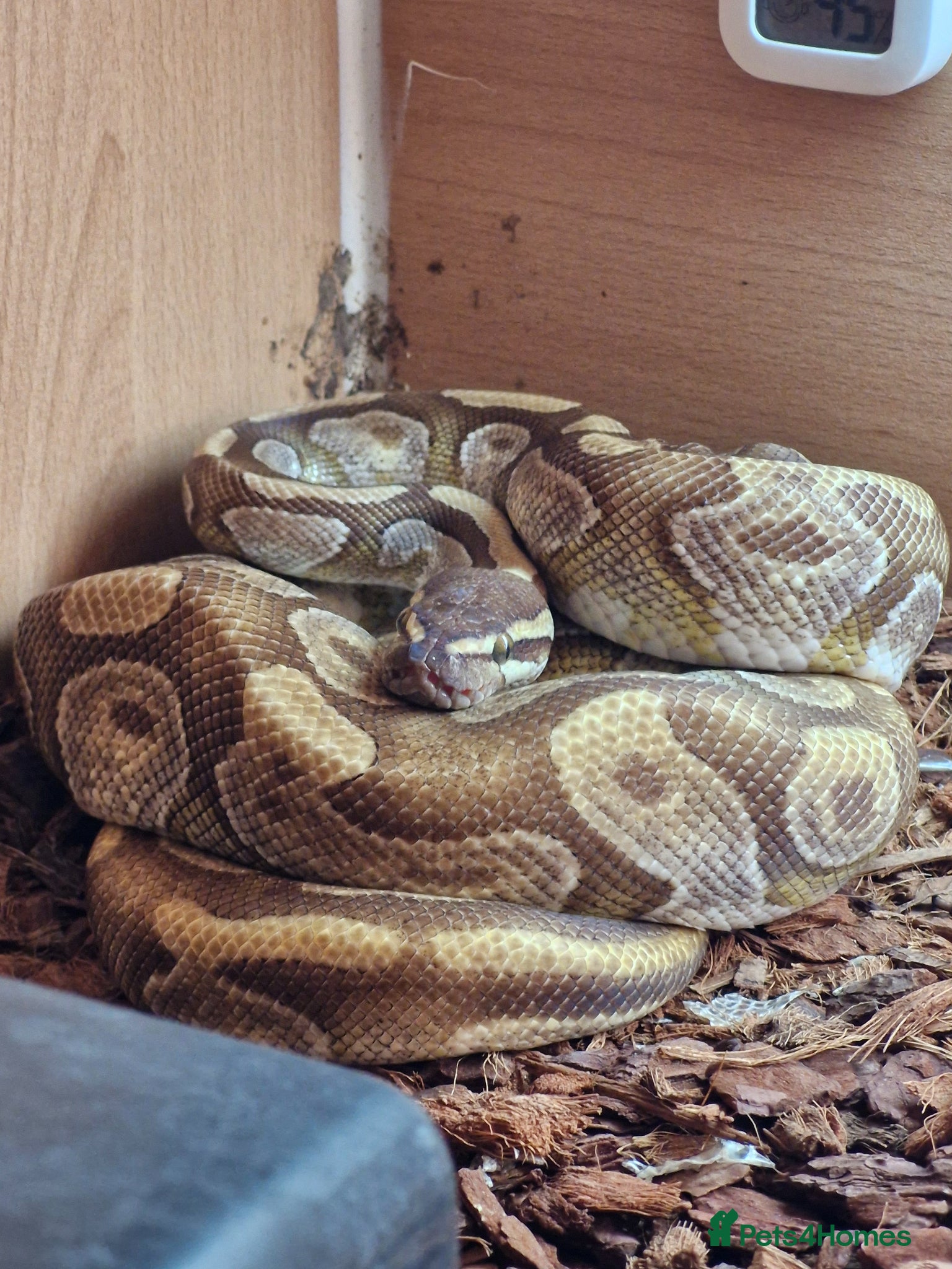 Python Snake reptiles Male Enchi Mojave 66% het Monarch ball python - Advert 1
