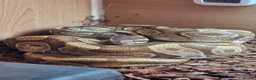 Python Snake reptiles for sale: Male Enchi Mojave 66% het Monarch ball python - Advert 1