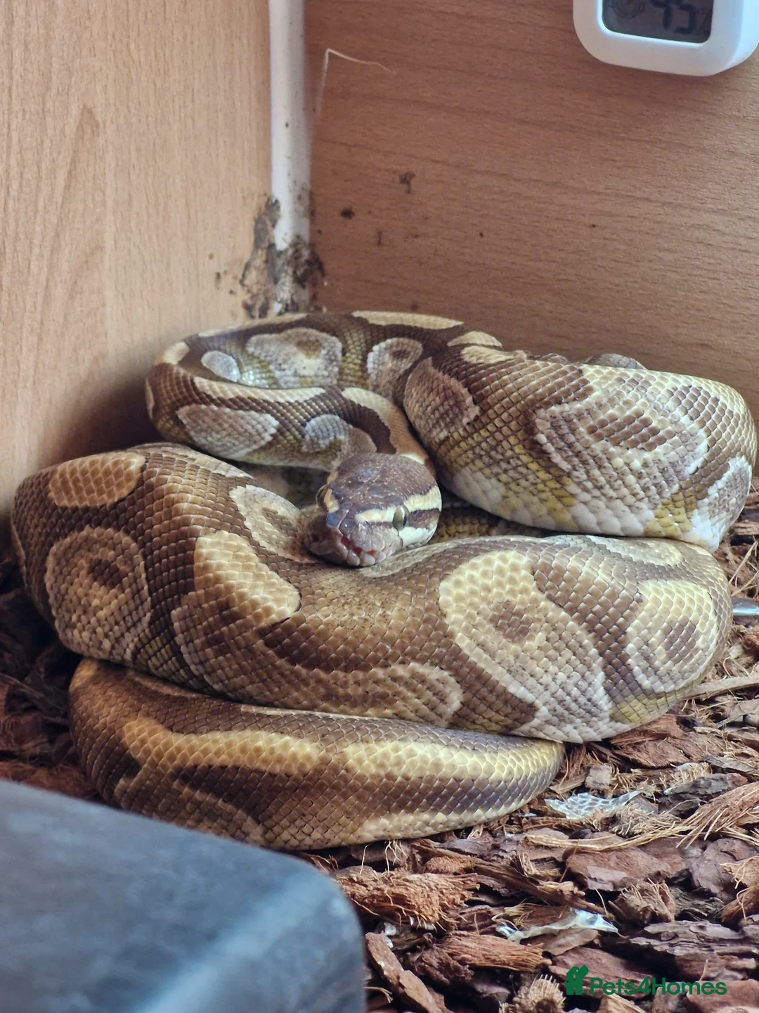 Python Snake reptiles for sale: Male Enchi Mojave 66% het Monarch ball python - Advert 1
