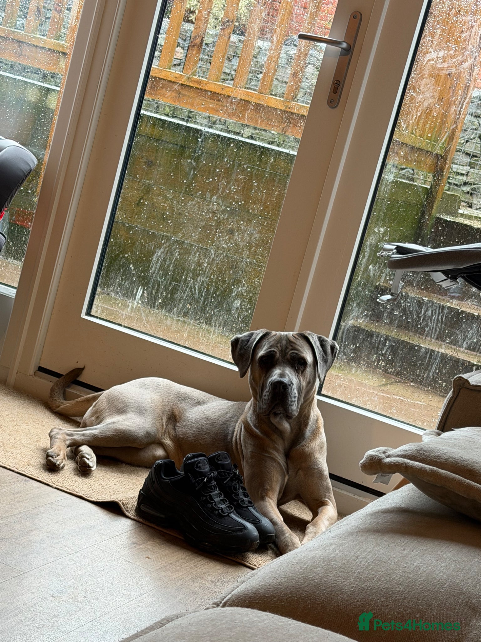 Cane Corso dogs 2 year old female Cane Corso  - Advert 1