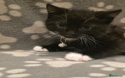 British Shorthair cats for sale: Lovely kittens  - Image 31
