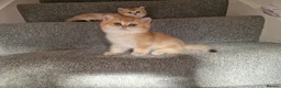 British Shorthair cats for sale: Stunning British Shorthair Golden Chinchilla - Advert 8
