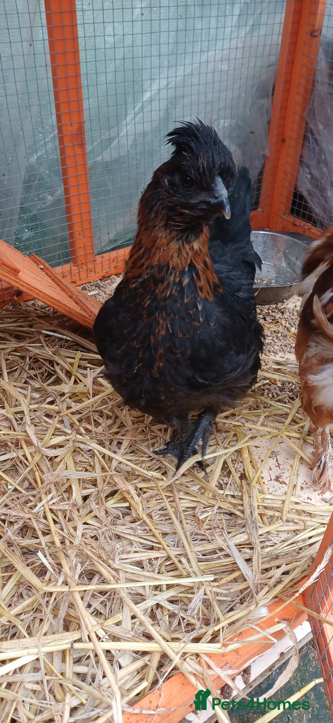 Chickens poultry for sale: Trio of naked neck silkie cross bufford brown - Advert 4