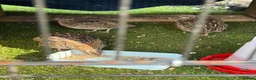 Quail poultry for sale: Trio of Coturnix Quails - Advert 2