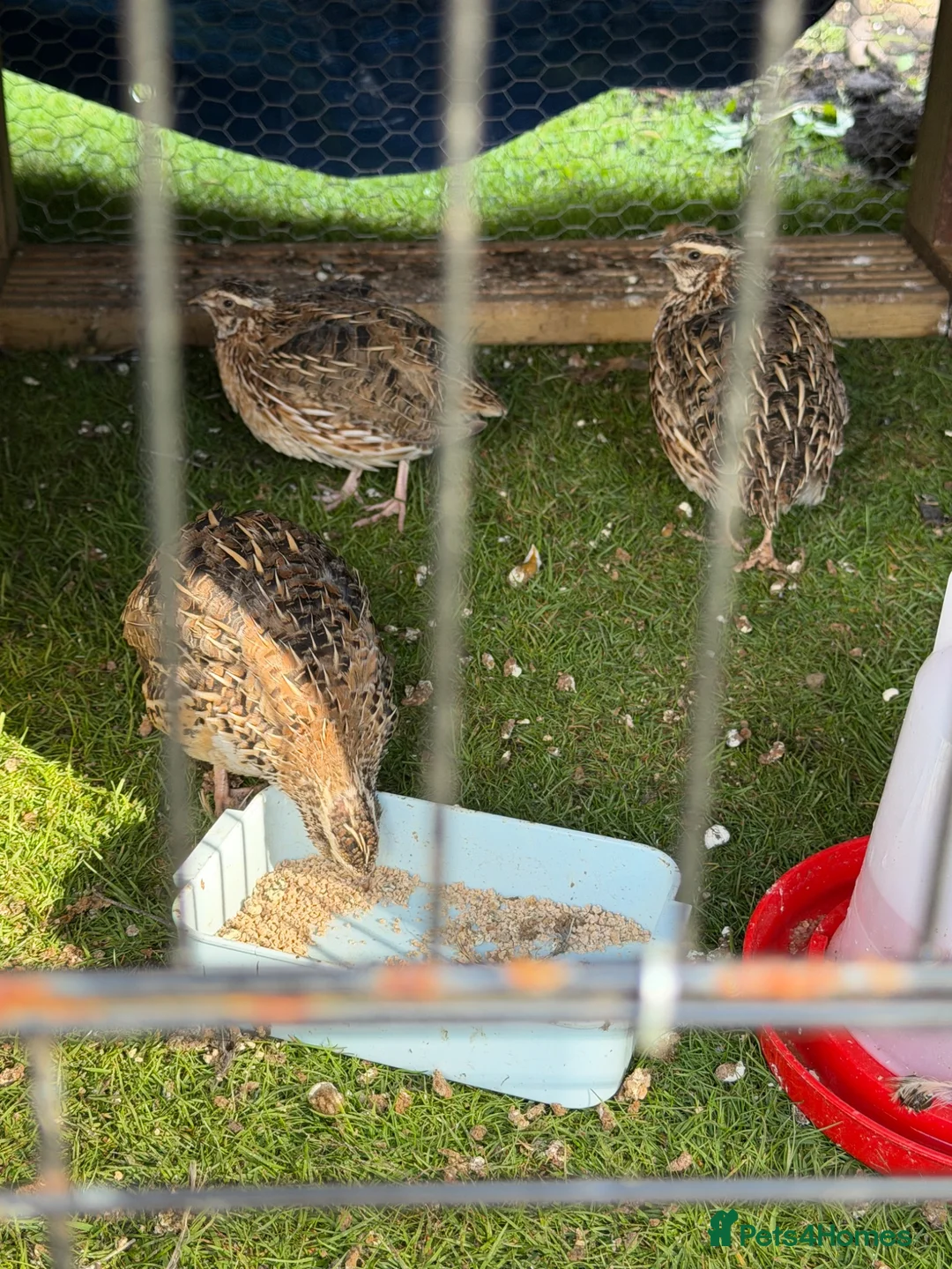 Quail poultry for sale: Trio of Coturnix Quails - Advert 2