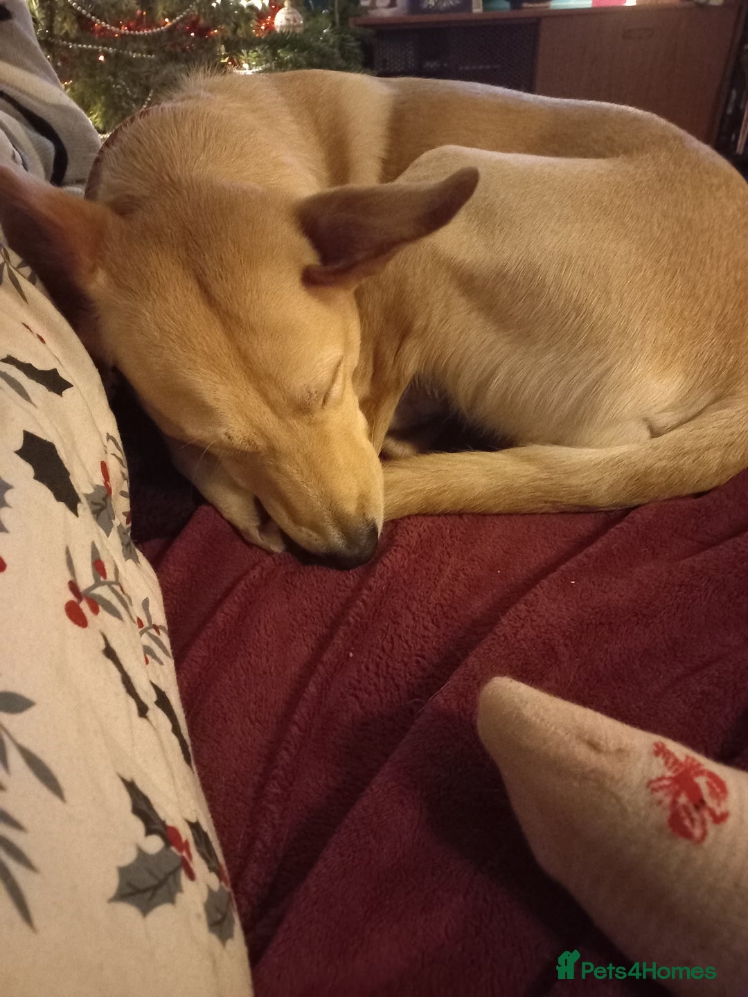 Mixed Breed dogs for adoption: Amber is looking for her forever home - Advert 8