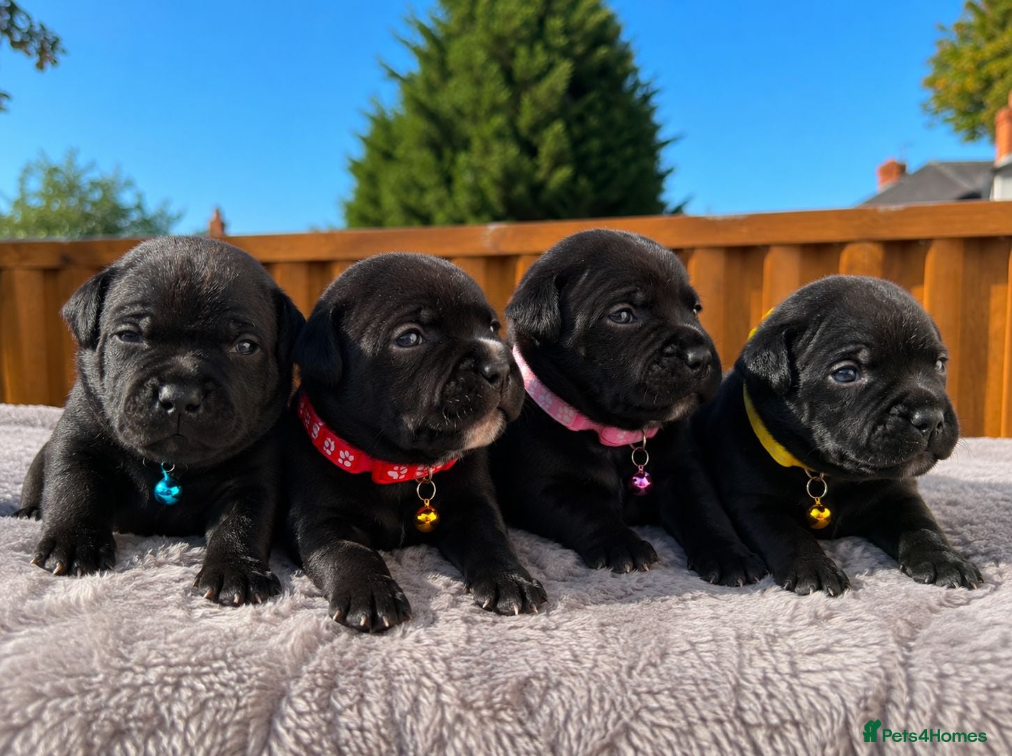 Staffordshire Bull Terrier dogs Solid Black Staff Puppies short & stocky Type  - Advert 2