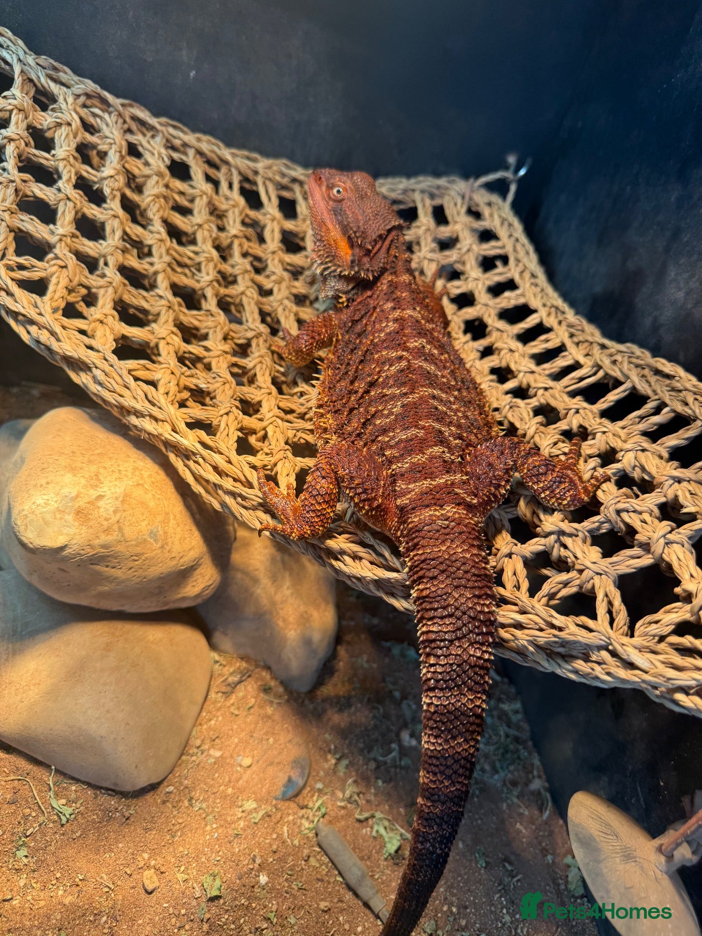 Bearded Dragon reptiles for sale: Stunning adult bearded dragons  - Advert 1