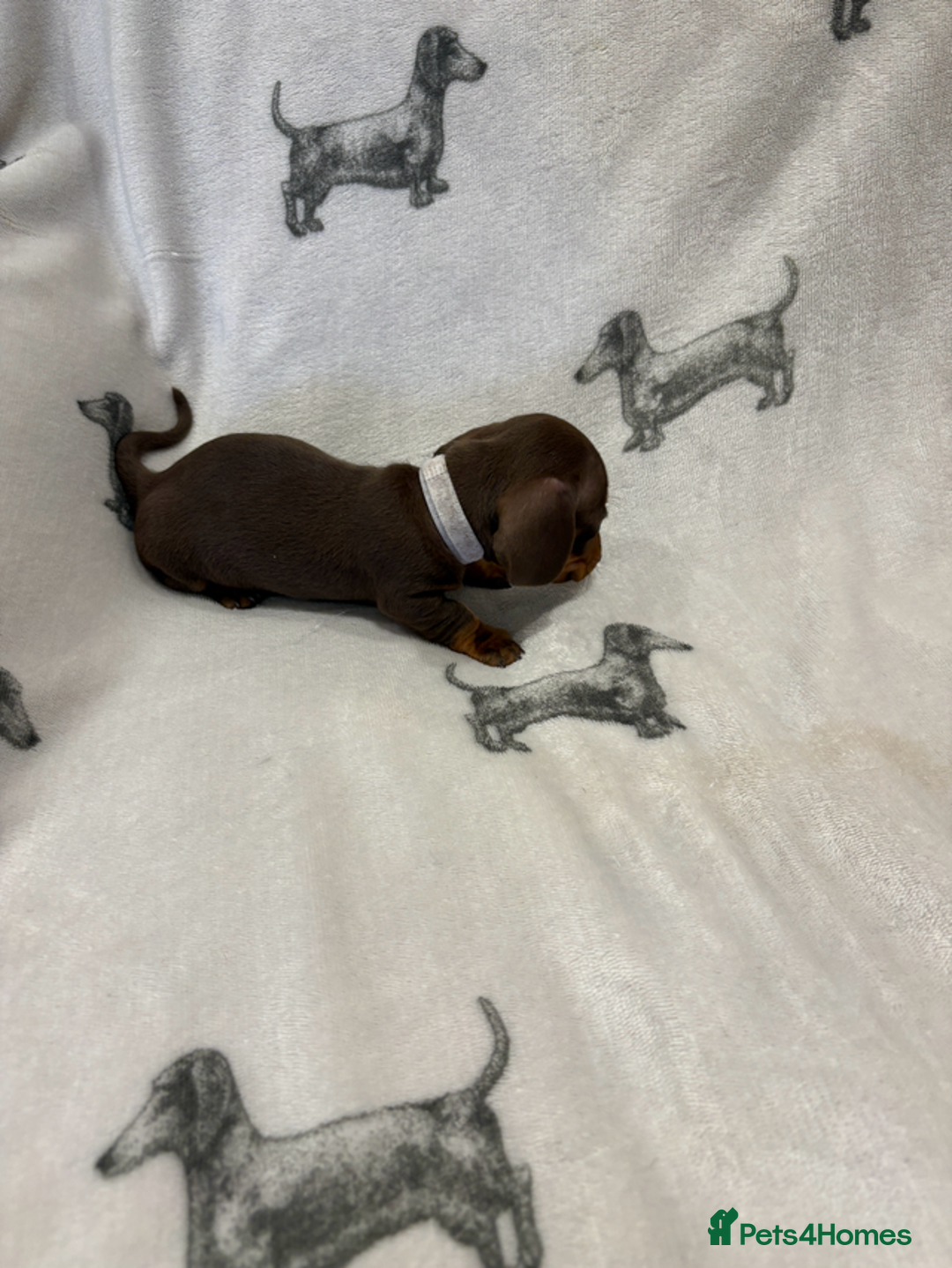 Dachshund dogs for sale: Minatare Dachshund - Advert 2