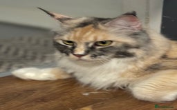 Maine Coon cats for sale: Beautiful pedigree Maine Coon silver Shaded male - Image 6