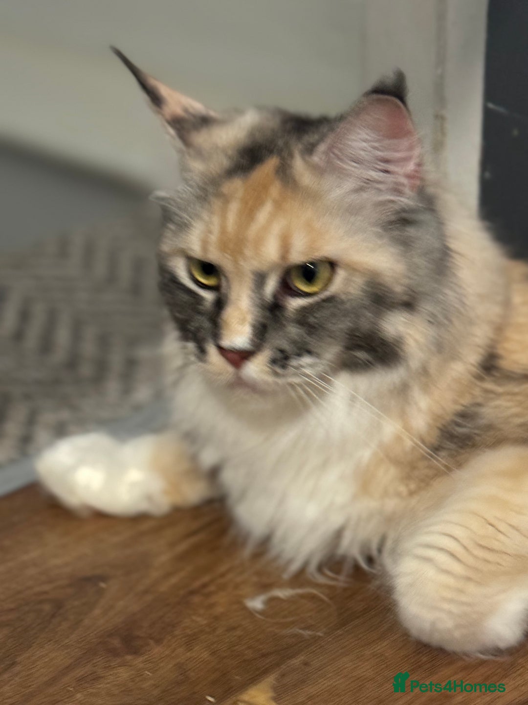 Maine Coon cats for sale: Beautiful pedigree Maine Coon silver Shaded male - Image 6