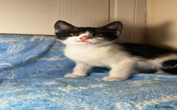 Mixed Breed cats for sale: 3 Lovely Kittens - Image 1