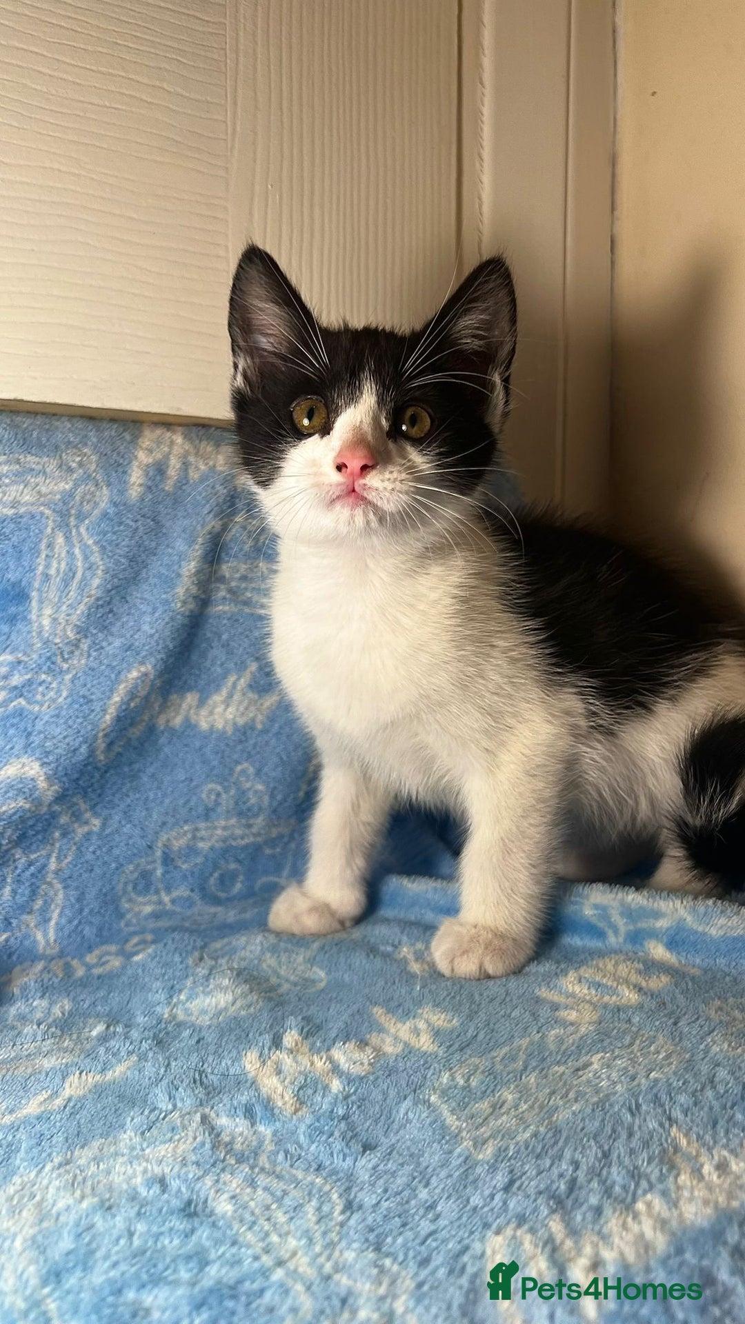 Mixed Breed cats for sale: 3 Lovely Kittens - Image 1