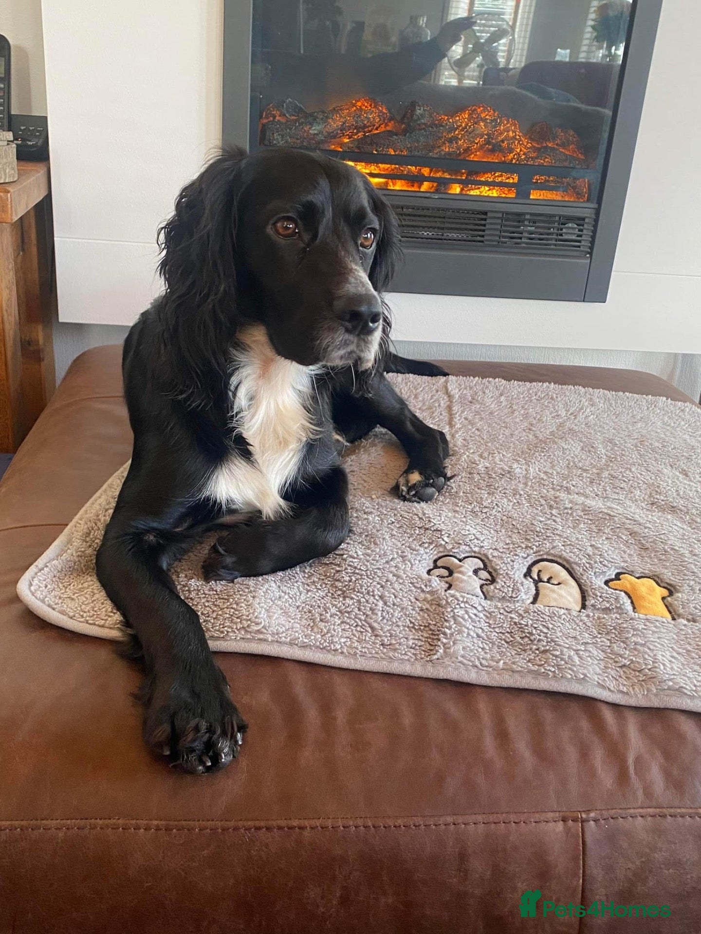 Sprocker dogs F1 sprocker puppies  - Advert 2