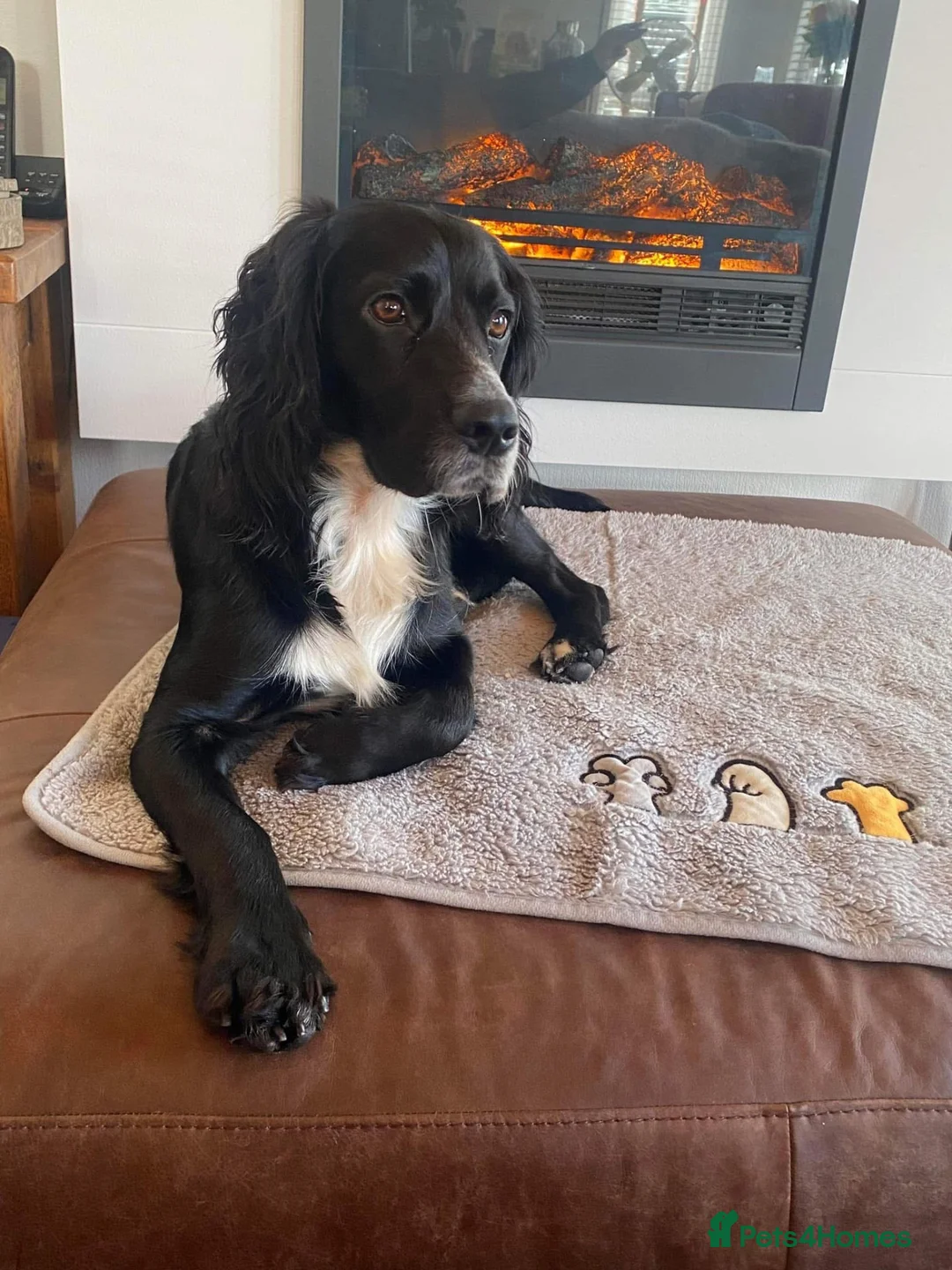 Sprocker dogs for sale: F1 sprocker puppies  in Bargoed - Advert 2