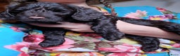 Cockapoo dogs for sale: Toy F1 Cockerpoo last chocolate boy  - Advert 14