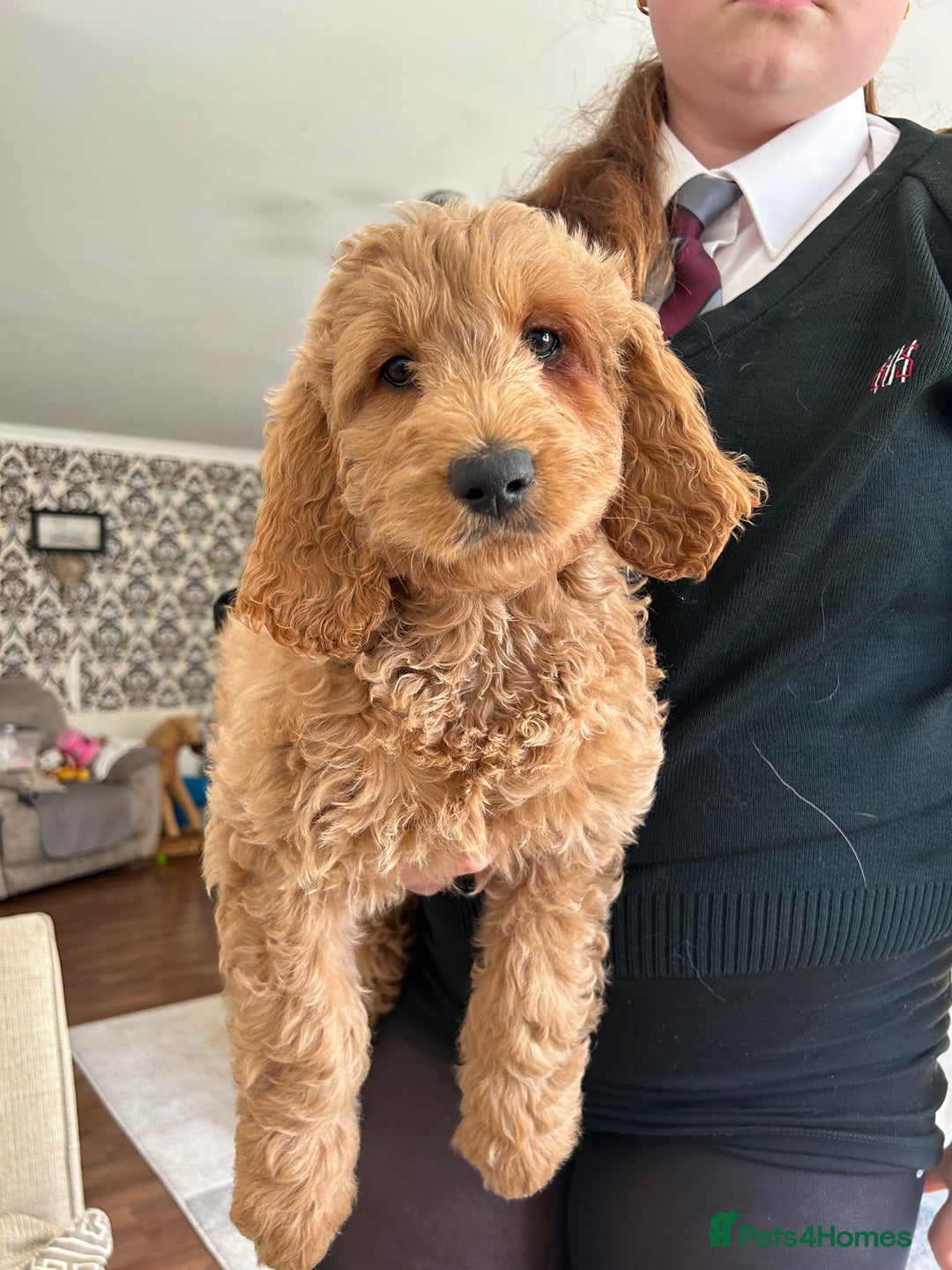 Goldendoodle dogs for sale: 🌟F1B Standard Goldendoodle Puppies in Merthyr Tydfil - Image 5
