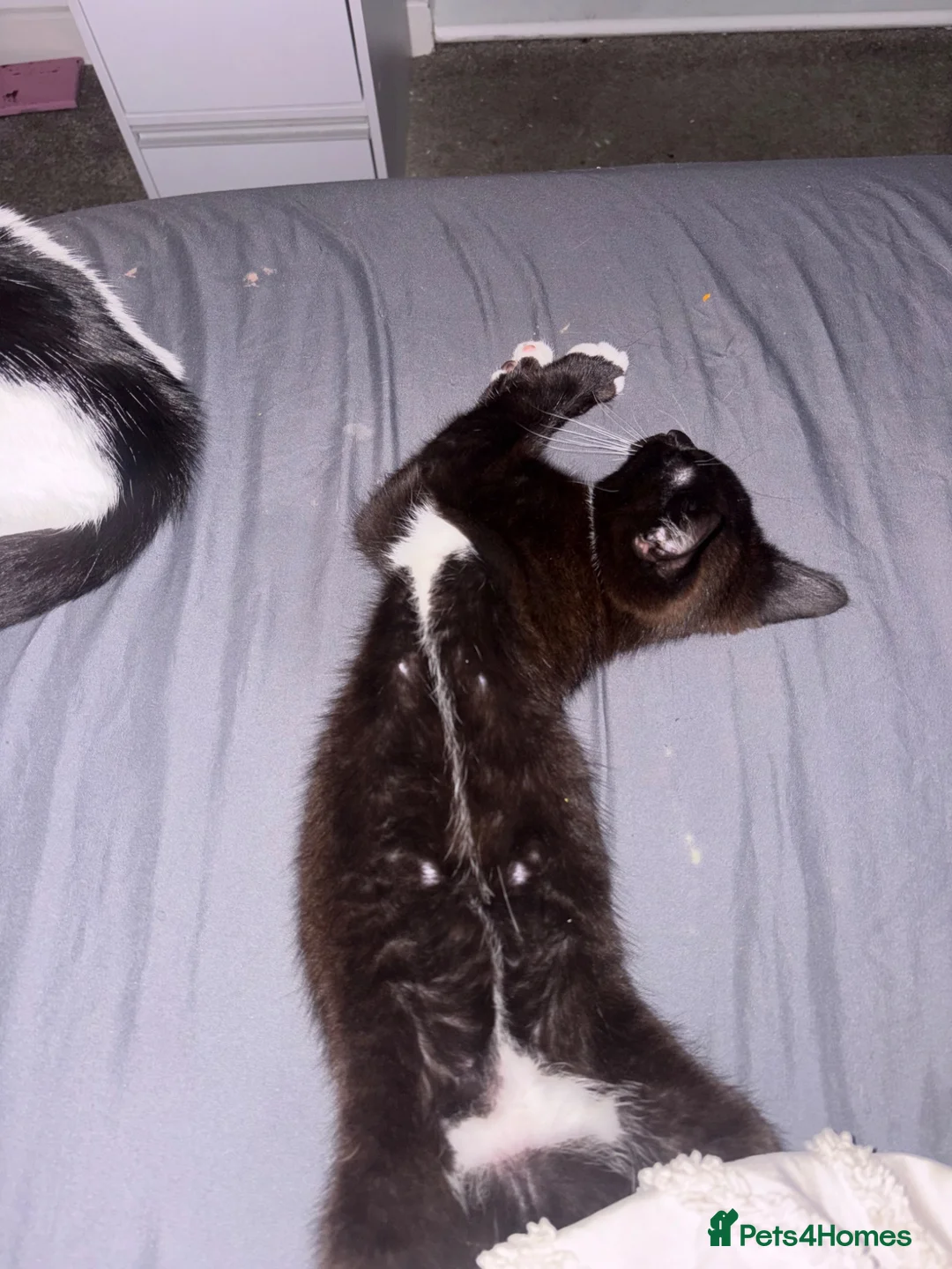 Mixed Breed cats for sale: FREE BABY GIRL  - Advert 2