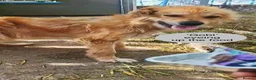 Mixed Breed dogs for adoption: Gobi-2 1/2 yr little fella-Available for adoption  in Brixham - Advert 19
