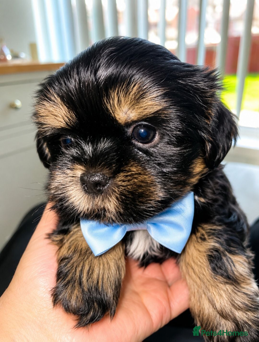Shih Tzu dogs The last stunning male doby shih tzu - Advert 18
