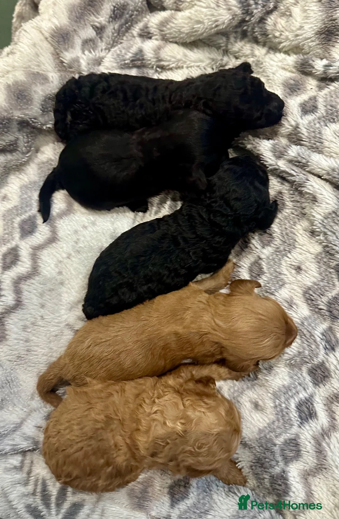 Cockapoo dogs for sale: Cockapoo Puppies  - Advert 2