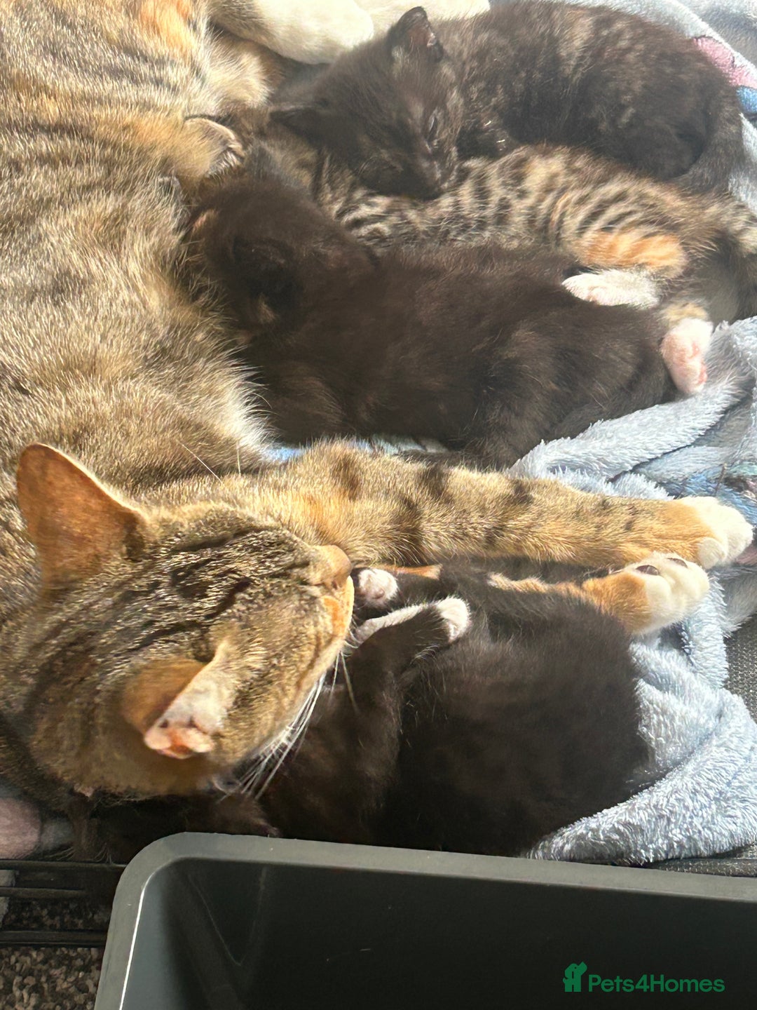 Mixed Breed cats for sale: 4 beautiful kittens looking for a forever home  - Image 8