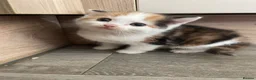 Mixed Breed cats for sale: 4 beautiful kittens looking for there forever home - Advert 9