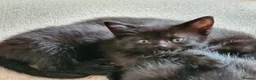 Mixed Breed cats for sale: Polydactyl Bengal x Maine coon - Advert 12