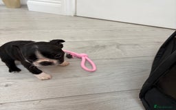 Boston Terrier dogs for sale:  🩷OUR LAST GORGEOUS K.C. BOSTON TERRIER PUPPIES - Image 27