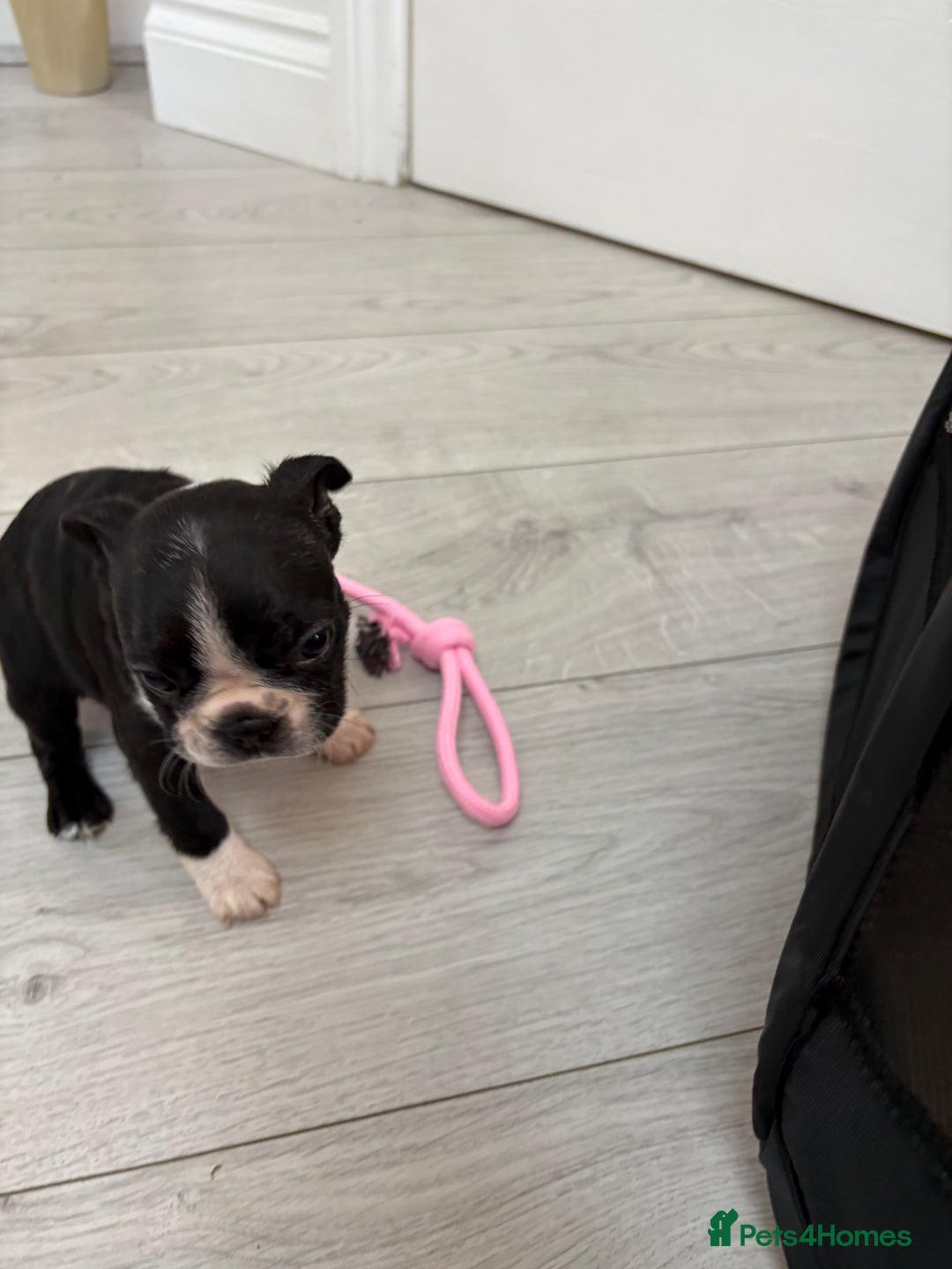 Boston Terrier dogs for sale:  🩷OUR LAST GORGEOUS K.C. BOSTON TERRIER PUPPIES - Image 27