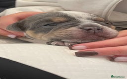 Olde English Bulldogge dogs for sale: STUNNING OLDE ENGLISH BULLDOG - Image 7