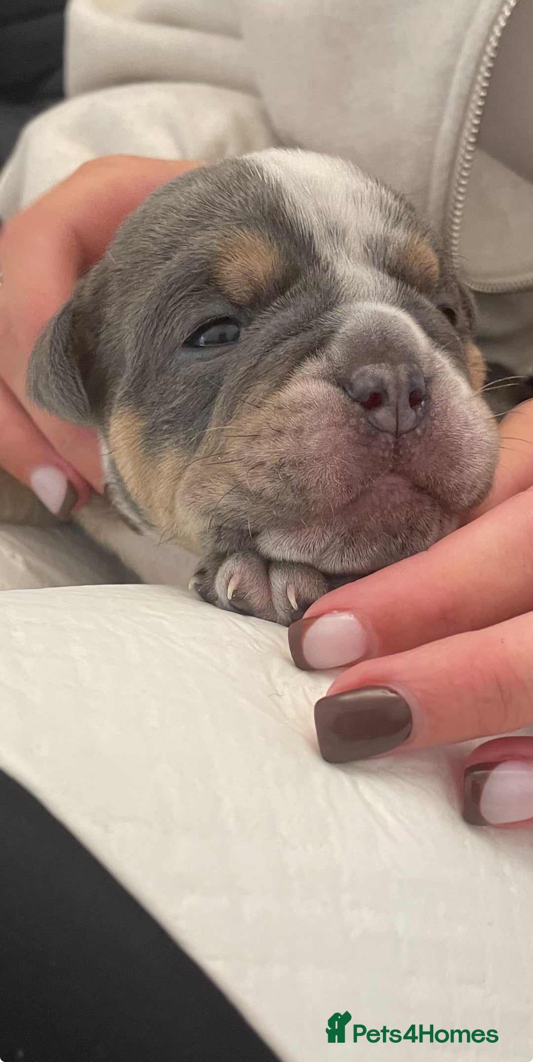 Olde English Bulldogge dogs for sale: STUNNING OLDE ENGLISH BULLDOG - Image 7