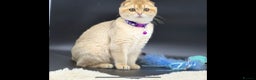 Scottish Fold cats for sale: Scottish Fold Kittens with TICA Registration - Advert 24