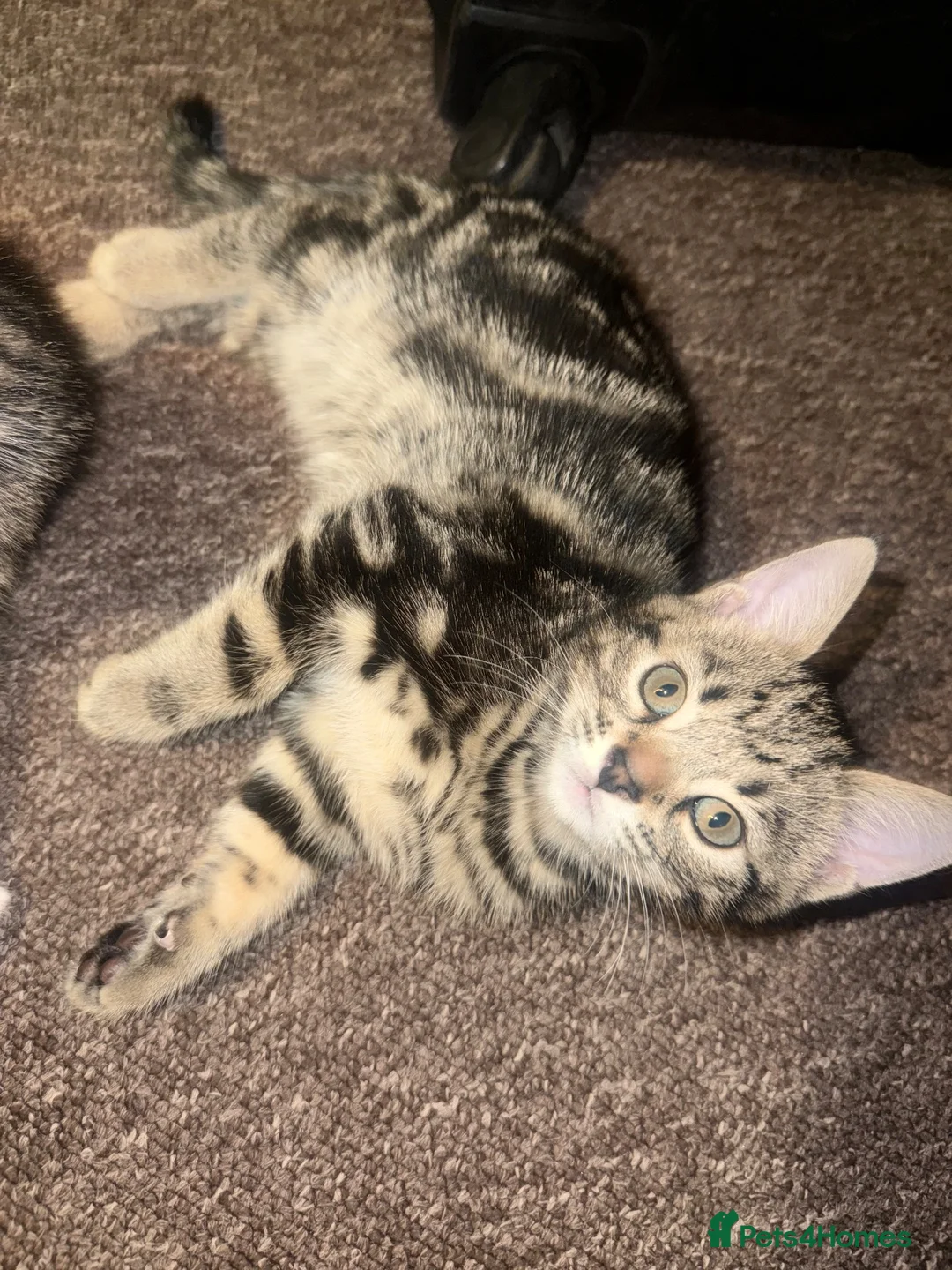 Mixed Breed cats for sale: Gorgeous Bengal Cross Kittens 🐾 - Advert 2
