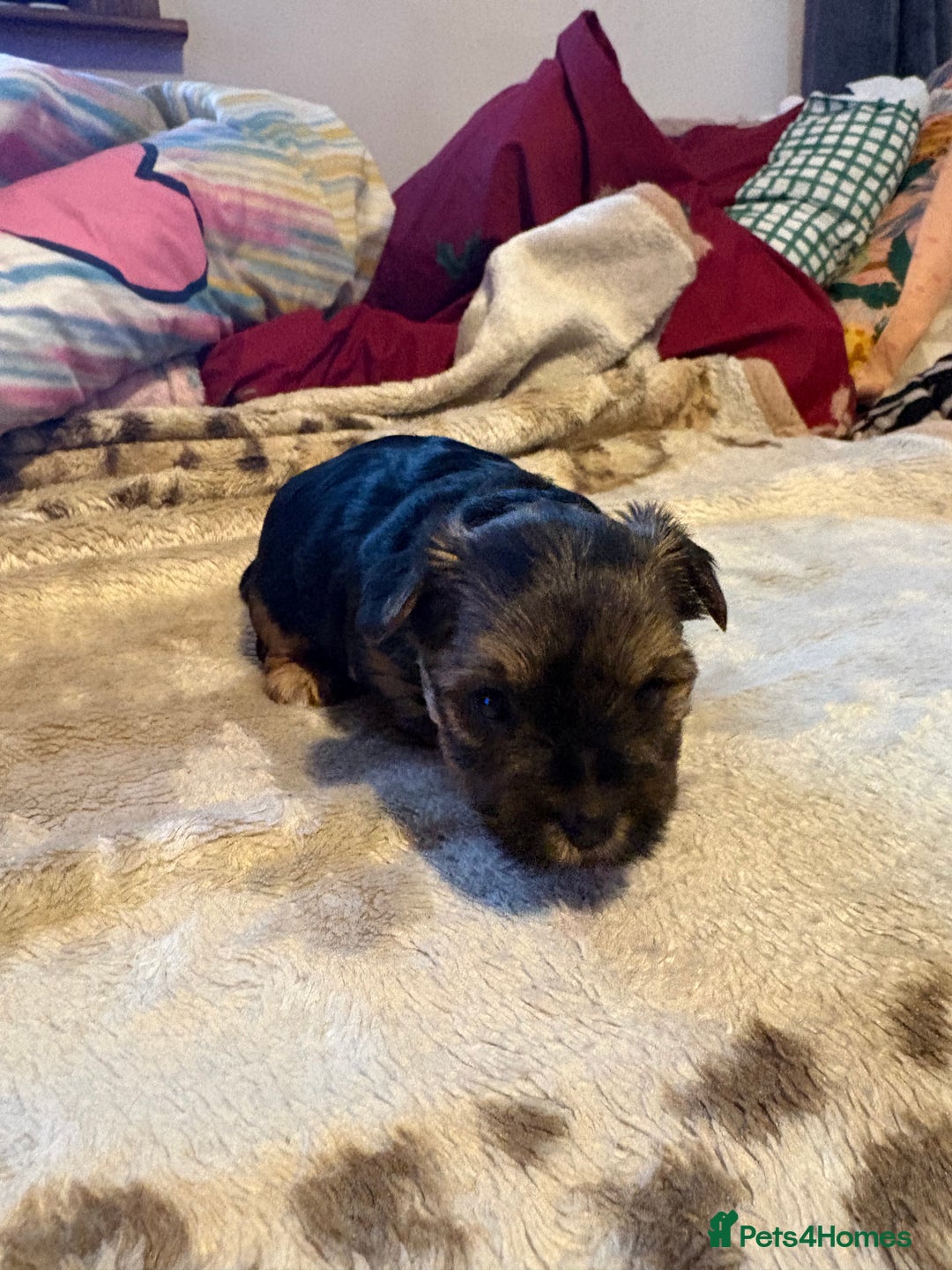 Yorkshire Terrier dogs for sale: 3 Yorkshire Terrier mini Girls - Advert 5