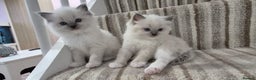 Ragdoll cats for sale: Champion Line ragdoll - Advert 5