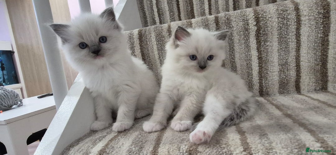 Ragdoll cats for sale: Champion Line ragdoll - Advert 5