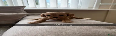 Cavapoo 7