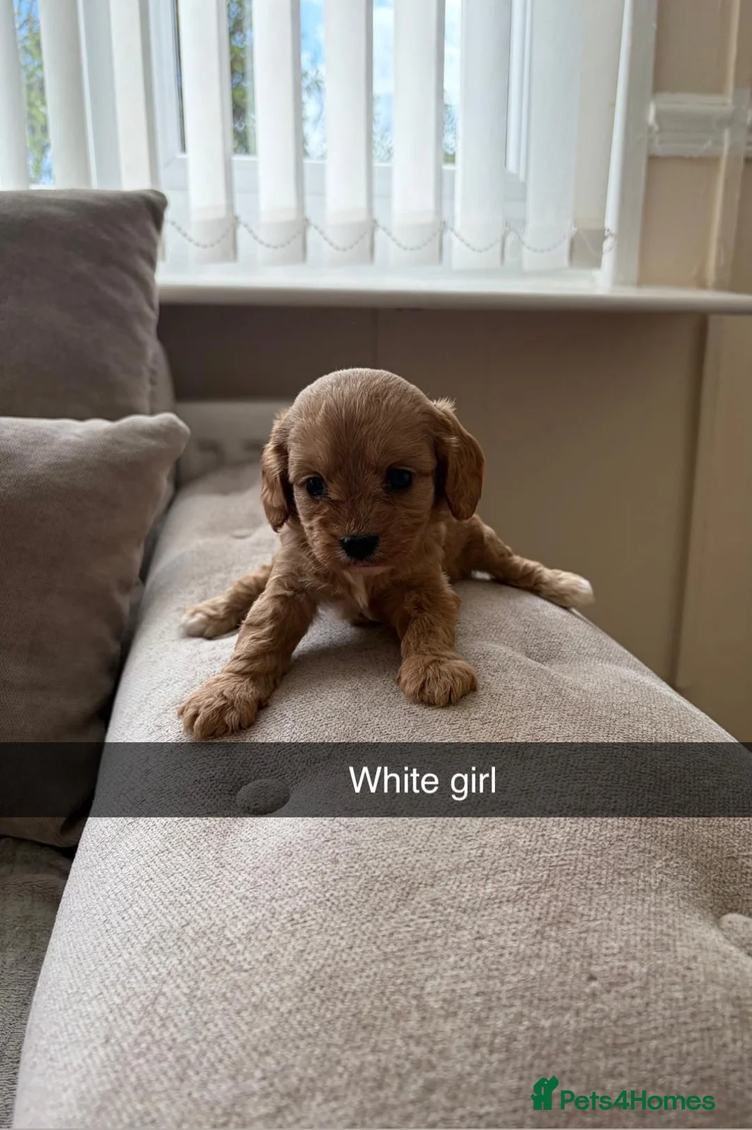 Cavapoo dogs for sale: Cavapoo puppies ruby red - Advert 15