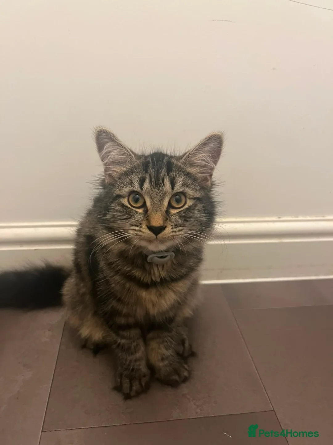 Mixed Breed cats for sale: Female Kitten  - Advert 2