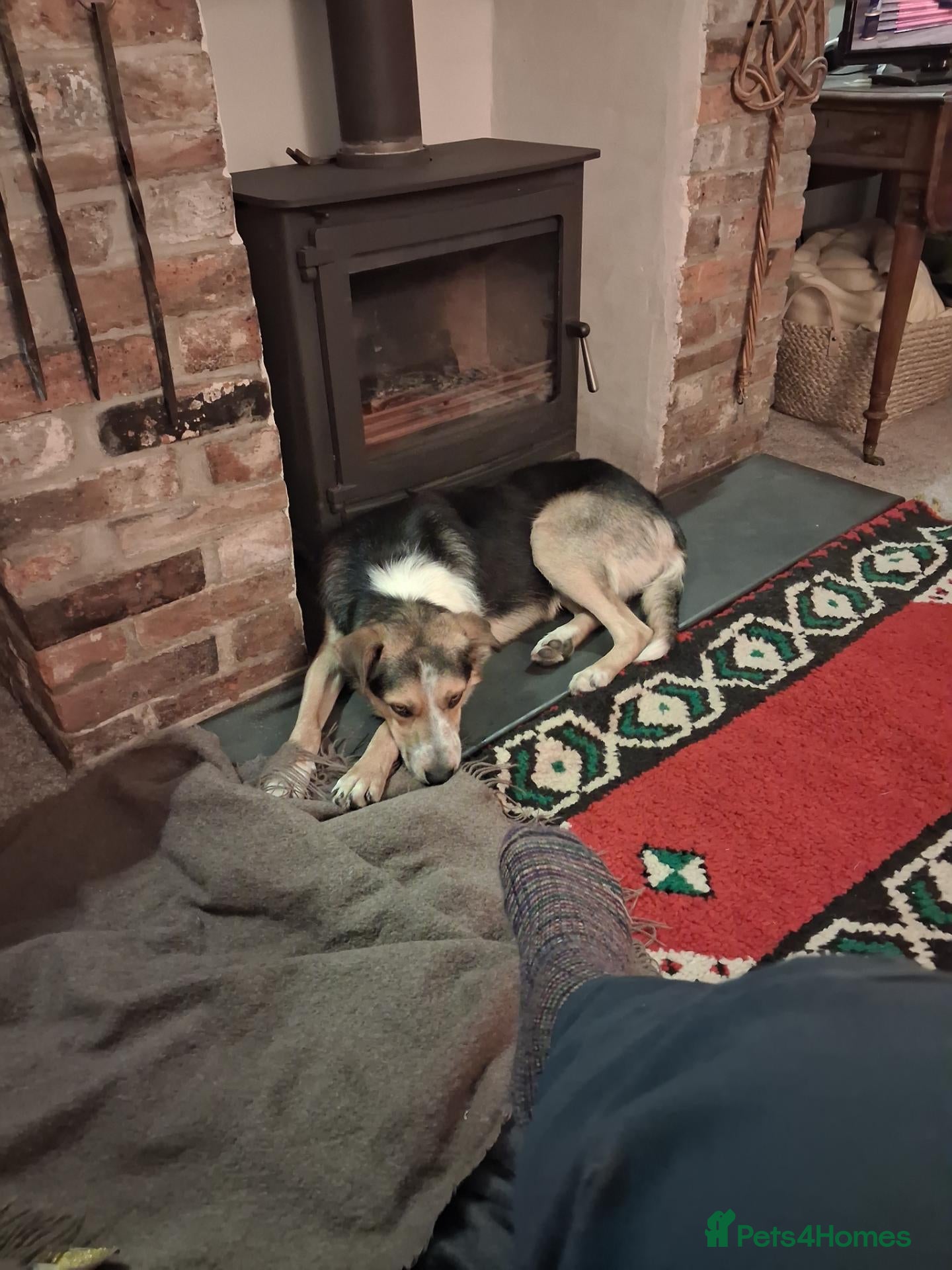 Border Collie dogs Border Collie (free to the right home) - Advert 4