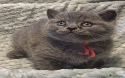 British Shorthair cats for sale: Beautiful, friendly GCCF registered Blue BSH  - Image 6